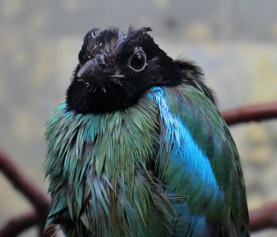 Kappenpitta im Zoologischen Garten Wuppertal im Juli 2014