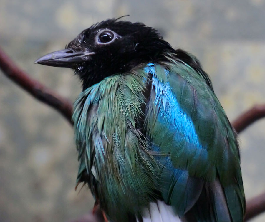 Kappenpitta im Wuppertaler Zoo im Juli 2014