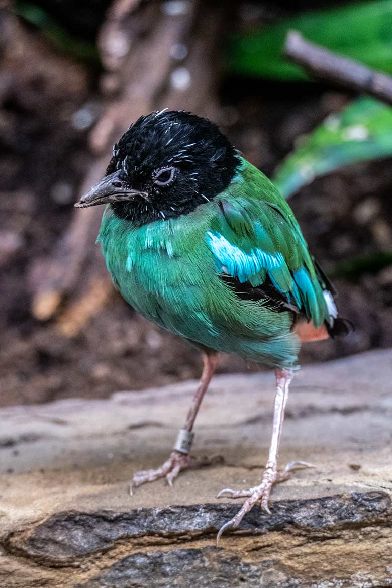 Männliche Kappenpitta am 8. November 2022 im Vogel-Haus im Grünen Zoo Wuppertal