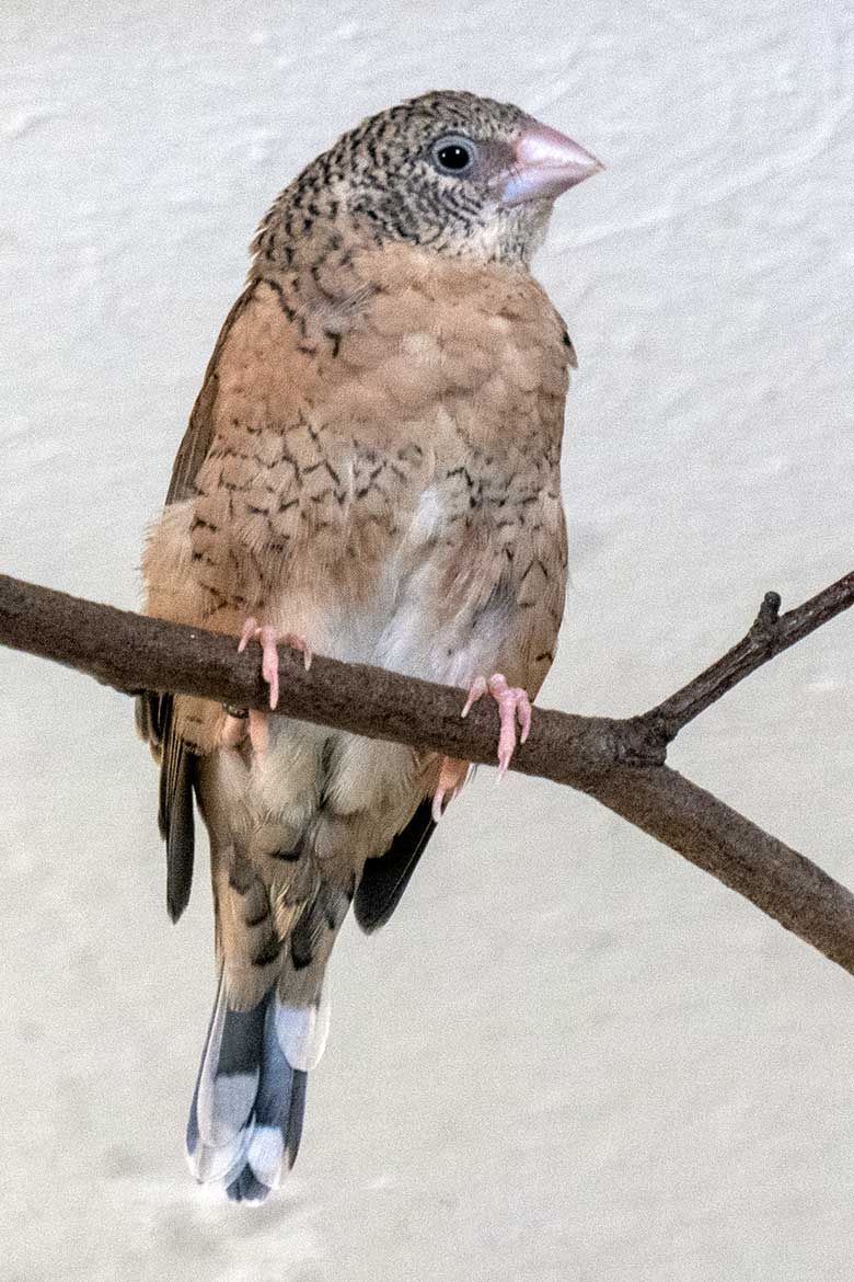 Weibliche Bandamadine am 24. April 2023 in einer Innenvoliere im Vogel-Haus im Grünen Zoo Wuppertal