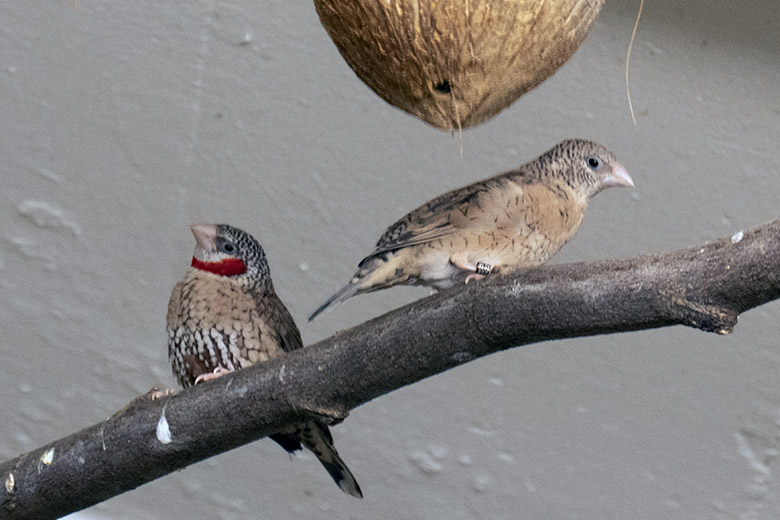 Männliche Bandamadine und weibliche Bandamadine am 25. April 2023 in einer Innenvoliere im Vogel-Haus im Zoo Wuppertal