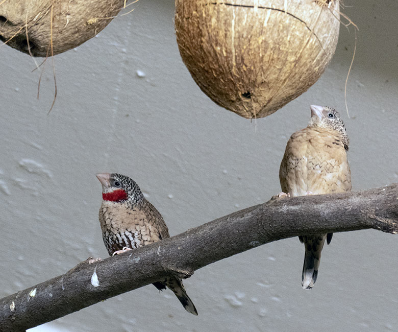 Männliche Bandamadine und weibliche Bandamadine am 25. April 2023 in einer Innenvoliere im Vogel-Haus im Wuppertaler Zoo