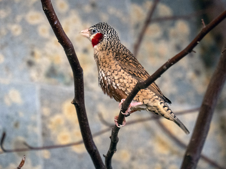 Männliche Bandamadine am 28. Oktober 2023 in einer Innenvoliere im Vogel-Haus im Grünen Zoo Wuppertal