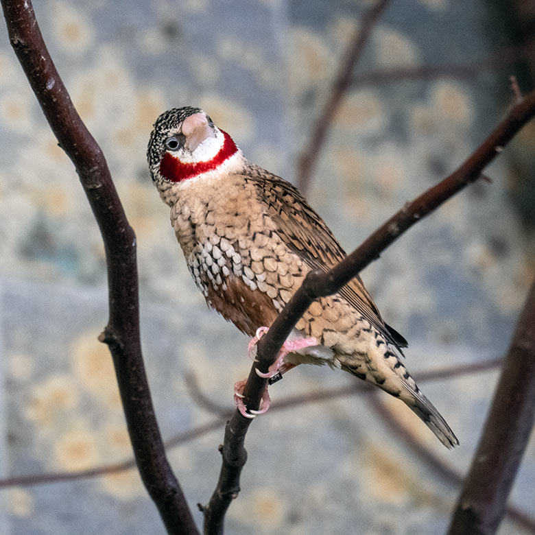 Männliche Bandamadine am 28. Oktober 2023 in einer Innenvoliere im Vogel-Haus im Zoologischen Garten Wuppertal