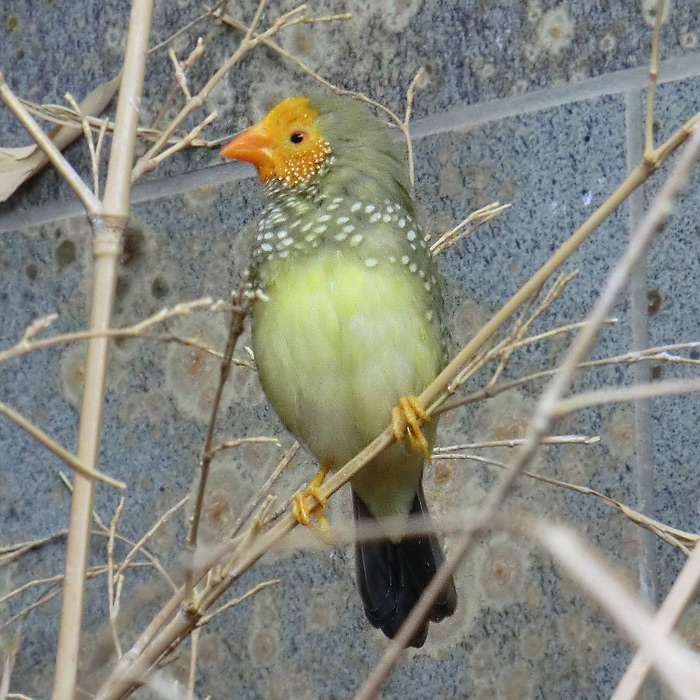 Binsenastrild im Wuppertaler Zoo im Januar 2013