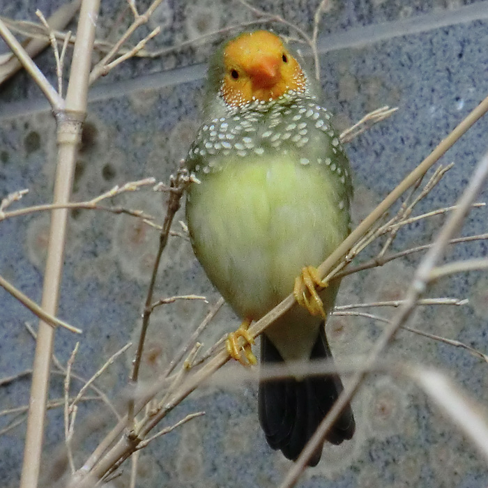 Binsenastrild im Wuppertaler Zoo im Januar 2013