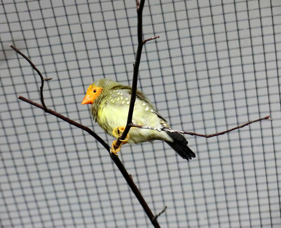 Binsenastrild im Wuppertaler Zoo im Februar 2013