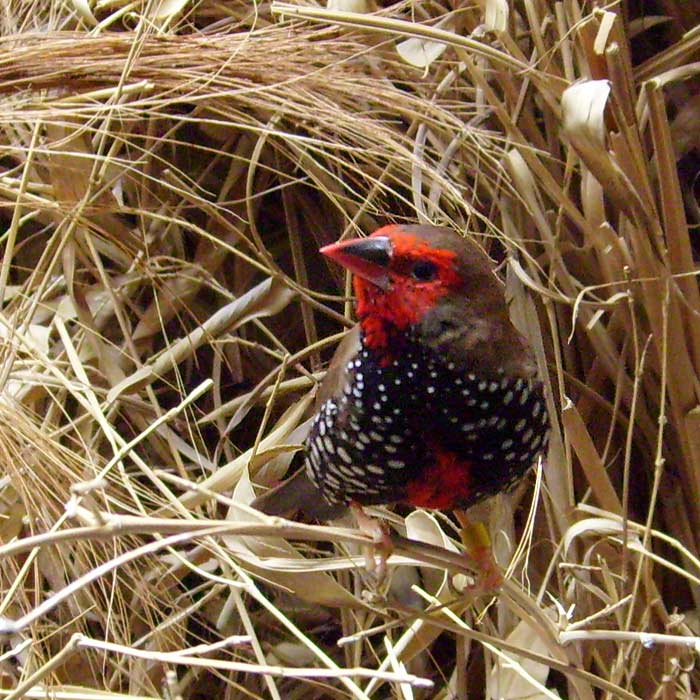 Gemalter Astrild im Wuppertaler Zoo im April 2008