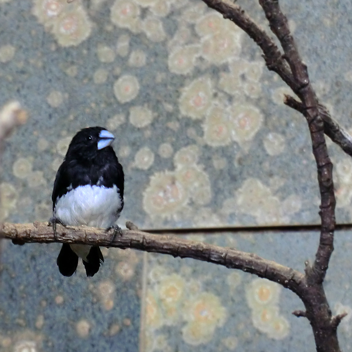 Gitterflügelelsterchen im Wuppertaler Zoo im Januar 2013