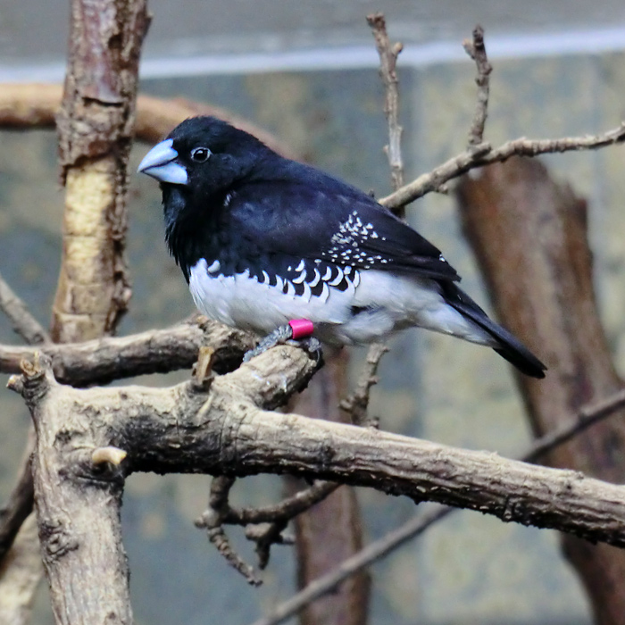 Gitterflügelelsterchen im Wuppertaler Zoo im Februar 2013