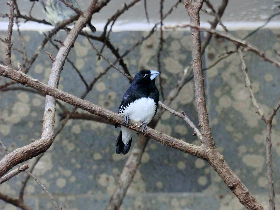 Gitterflügelelsterchen im Zoologischen Garten Wuppertal im Juni 2014