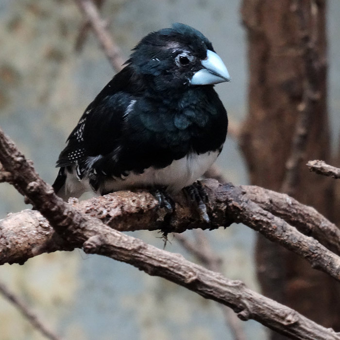 Gitterflügelelsterchen im Wuppertaler Zoo im Dezember 2015