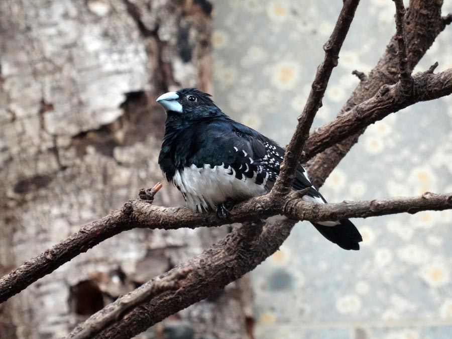 Gitterflügelelsterchen im Zoo Wuppertal am 31. Dezember 2015