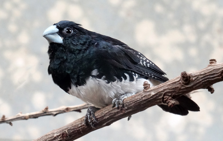 Gitterflügelelsterchen am 11. Dezember 2016 im Vogelhaus im Grünen Zoo Wuppertal