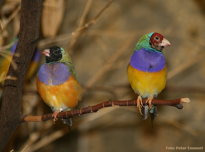 Gouldamadinen im Wuppertaler Zoo im März 2007 (Foto Peter Emmert)