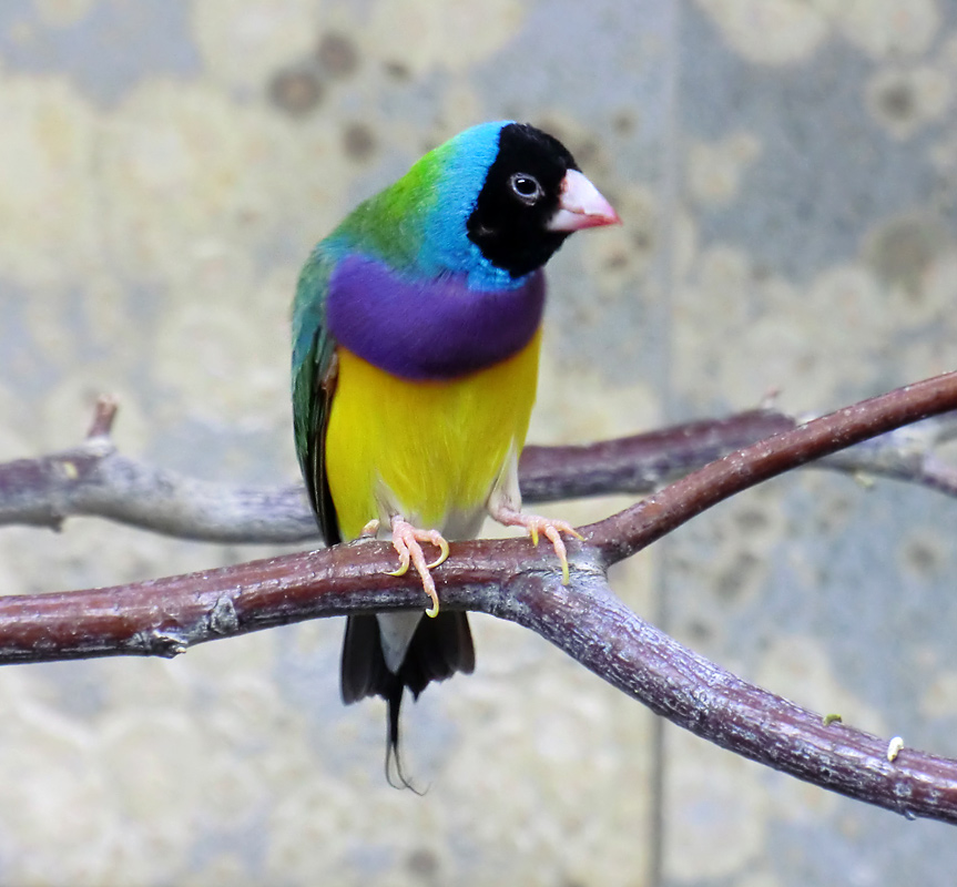 Gouldamadine im Wuppertaler Zoo im Februar 2012