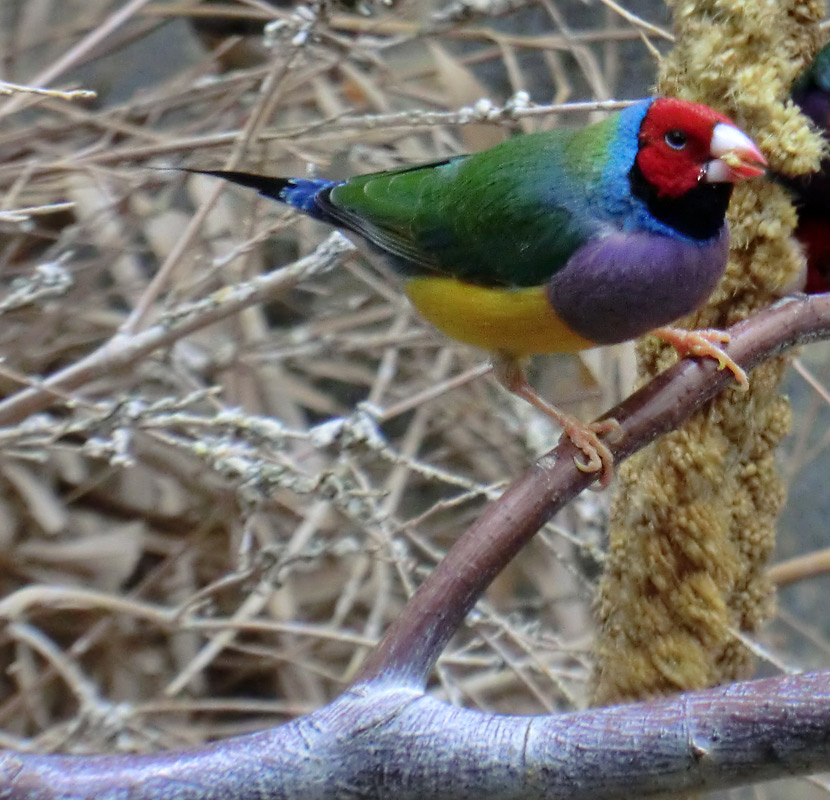 Gouldamadine im Wuppertaler Zoo im Mai 2012