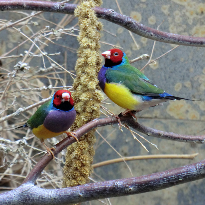 Gouldamadinen im Wuppertaler Zoo im Mai 2012