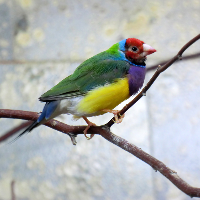 Gouldamadinen im Wuppertaler Zoo im Februar 2013