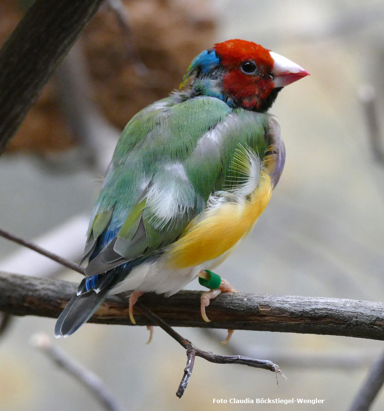 Gouldamadine am 19. März 2018 im Schaugehege im Vogelhaus im Wuppertaler Zoo (Foto Claudia Böckstiegel-Wengler)