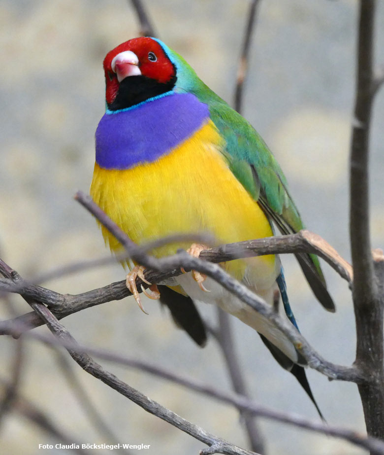 Gouldamadine am 19. März 2018 im Schaugehege im Vogelhaus im Grünen Zoo Wuppertal (Foto Claudia Böckstiegel-Wengler)