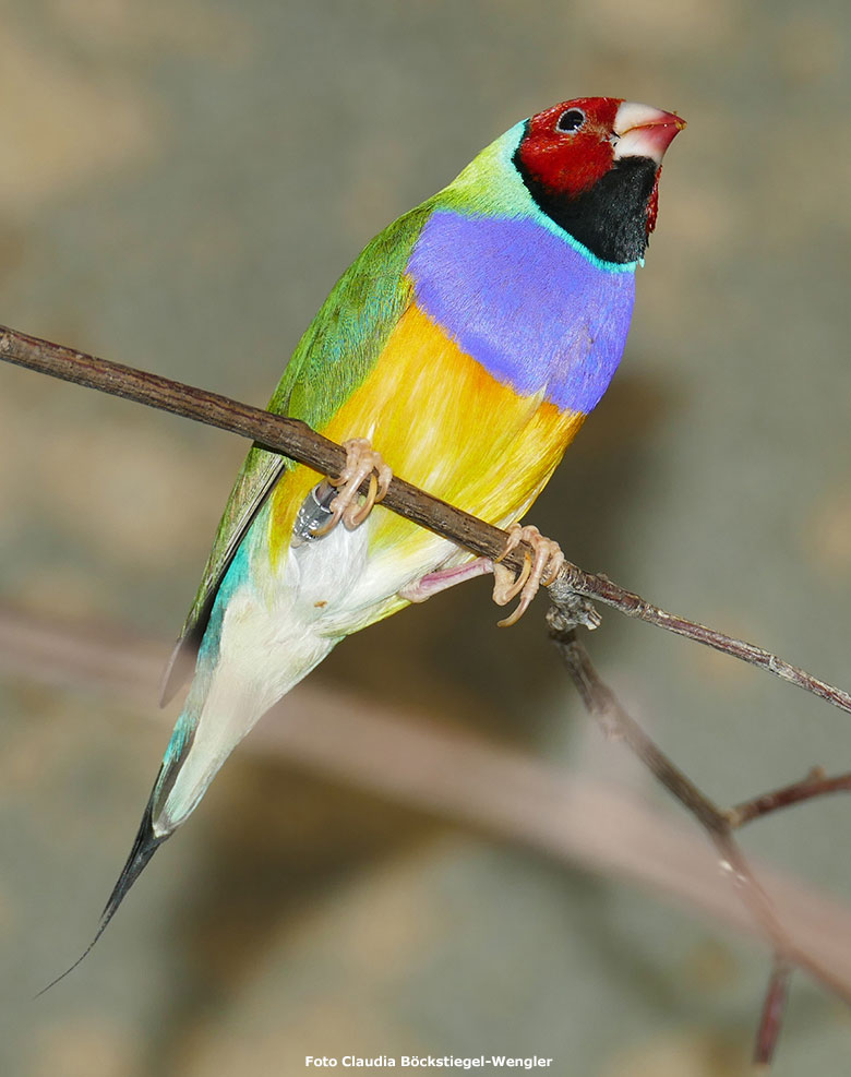 Gouldamadine am 20. Oktober 2018 im Vogelhaus im Grünen Zoo Wuppertal (Foto Claudia Böckstiegel-Wengler)