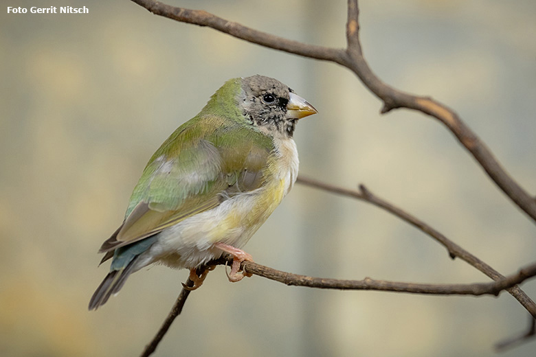 Junge Gouldamadineam 18. Oktober 2019 im Vogel-Haus im Zoologischen Garten der Stadt Wuppertal (Foto Gerrit Nitsch)