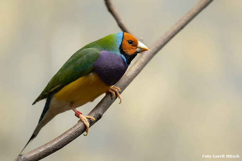 Gouldamadine am 18. Oktober 2019 im Vogel-Haus im Grünen Zoo Wuppertal (Foto Gerrit Nitsch)