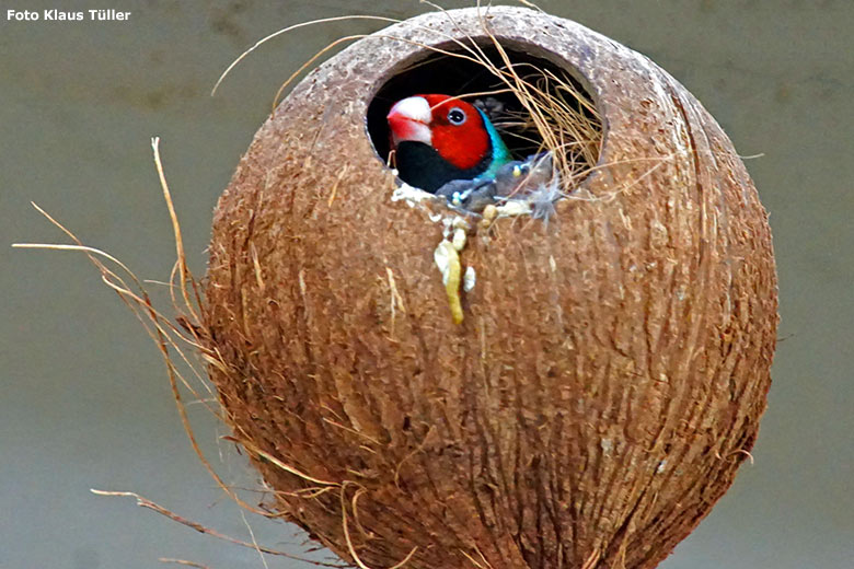 Gouldamadine am 16. November 2019 in einer ausgehöhlten Kokosnuss im Vogel-Haus im Grünen Zoo Wuppertal (Foto Klaus Tüller)