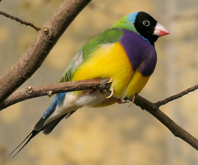 Gouldamadine am 28. Januar 2023 im Vogel-Haus im Wuppertaler Zoo