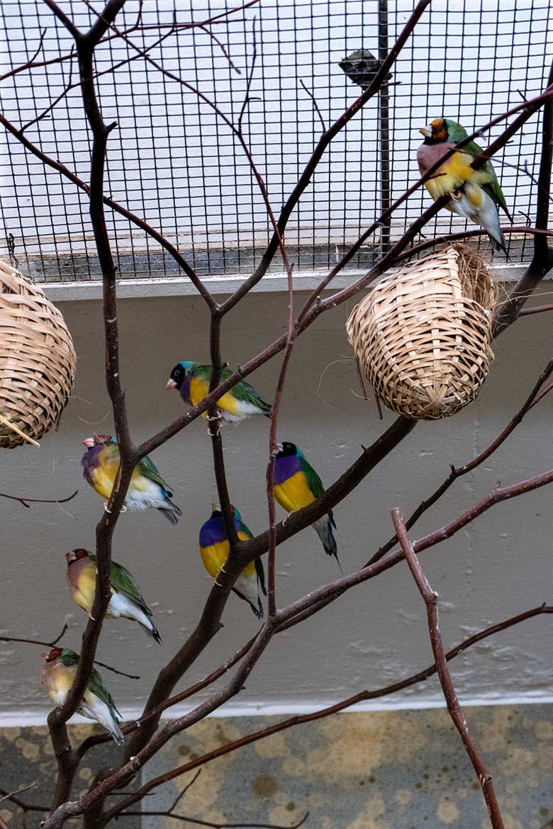 Gouldamadinen am 1. März 2023 im Vogel-Haus im Wuppertaler Zoo