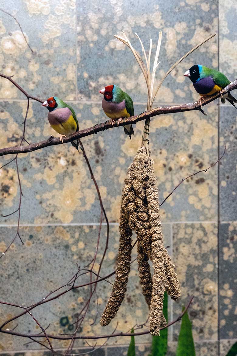 Gouldamadinen am 25. Mai 2023 im Vogel-Haus im Grünen Zoo Wuppertal