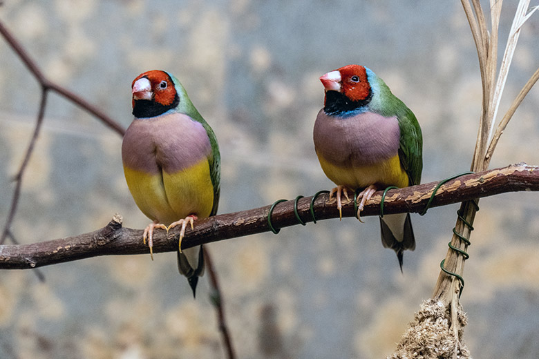 Gouldamadinen am 25. Mai 2023 im Vogel-Haus im Zoologischen Garten Wuppertal