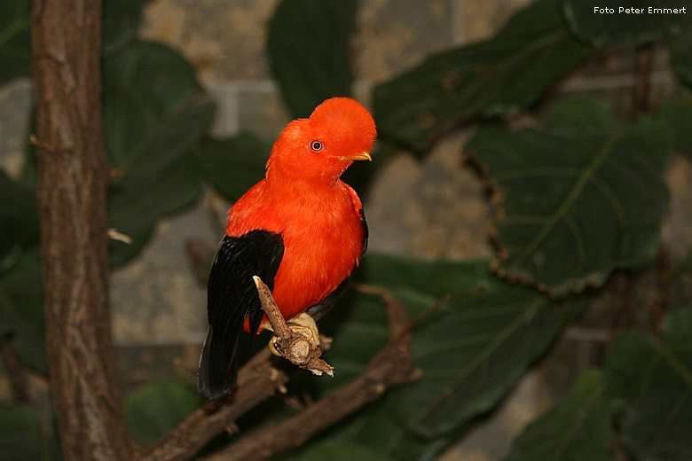 Anden-Felsenhahn im Zoologischen Garten Wuppertal im März 2007 (Foto Peter Emmert)