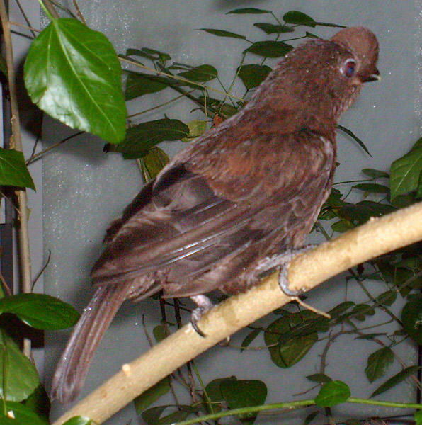 Weiblicher Anden-Felsenhahn im Zoo Wuppertal im Dezember 2008