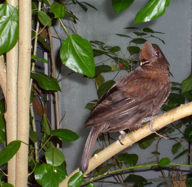 Weiblicher Anden-Felsenhahn im Zoologischen Garten Wuppertal im Dezember 2008