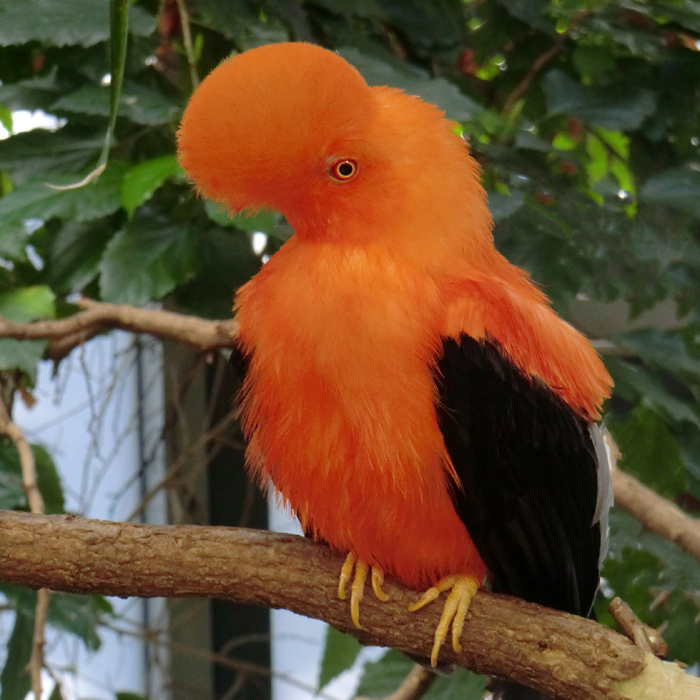 Anden-Felsenhahn im Wuppertaler Zoo im März 2012