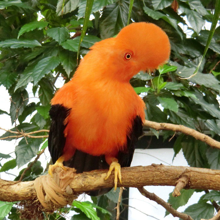 Anden-Felsenhahn im Wuppertaler Zoo im April 2012