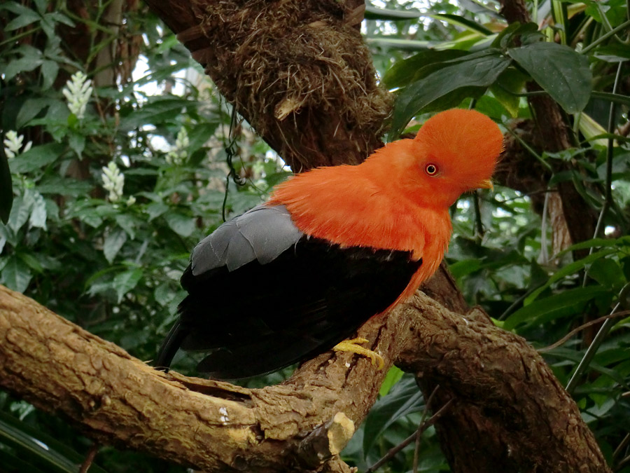 Anden-Felsenhahn im Wuppertaler Zoo im Juli 2012