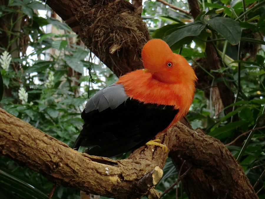 Anden-Felsenhahn im Zoo Wuppertal im Juli 2012