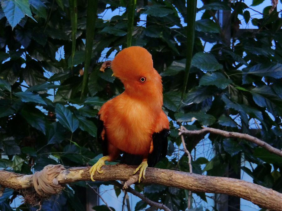 Anden-Felsenhahn im Zoologischen Garten Wuppertal im Juli 2012