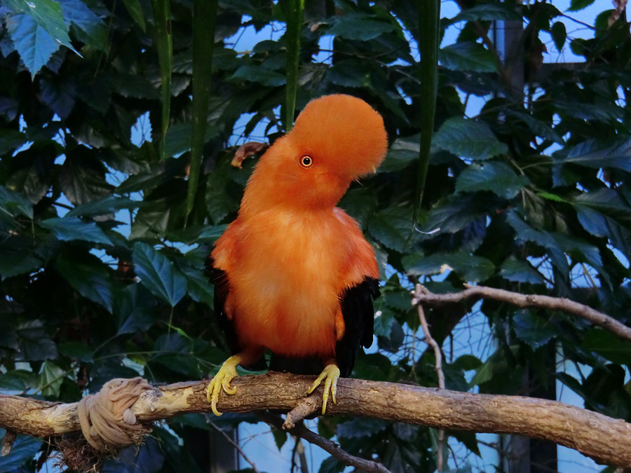 Anden-Felsenhahn im Wuppertaler Zoo im Juli 2012