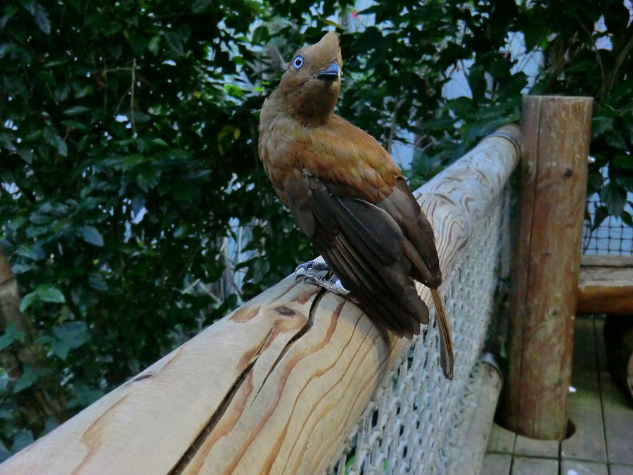 Anden-Felsenhahn im Zoologischen Garten Wuppertal im Juli 2012