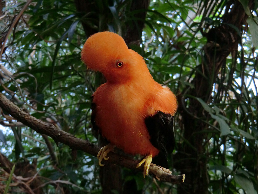 Anden-Felsenhahn im Wuppertaler Zoo im Juli 2012