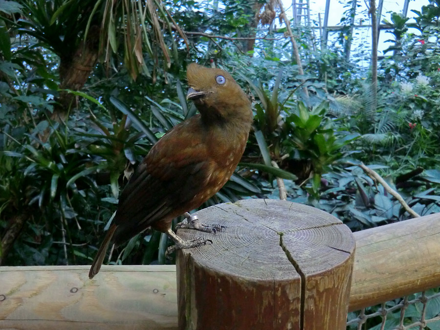 Anden-Felsenhahn im Wuppertaler Zoo im Juli 2012