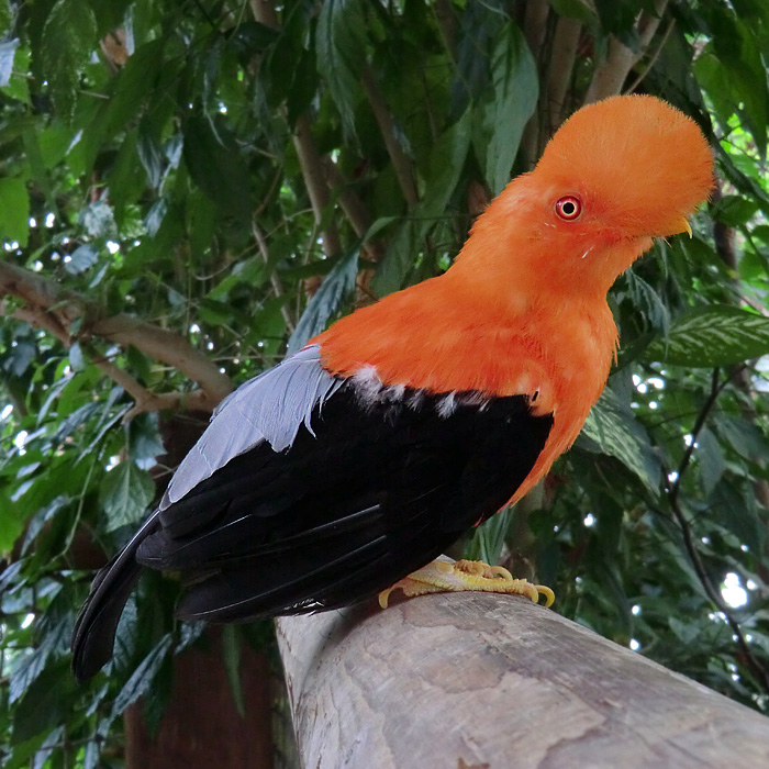 Anden-Felsenhahn im Wuppertaler Zoo im August 2012