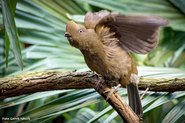 Anden-Felsenhenne im Zoologischen Garten Wuppertal im April 2016 (Foto Gerrit Nitsch)