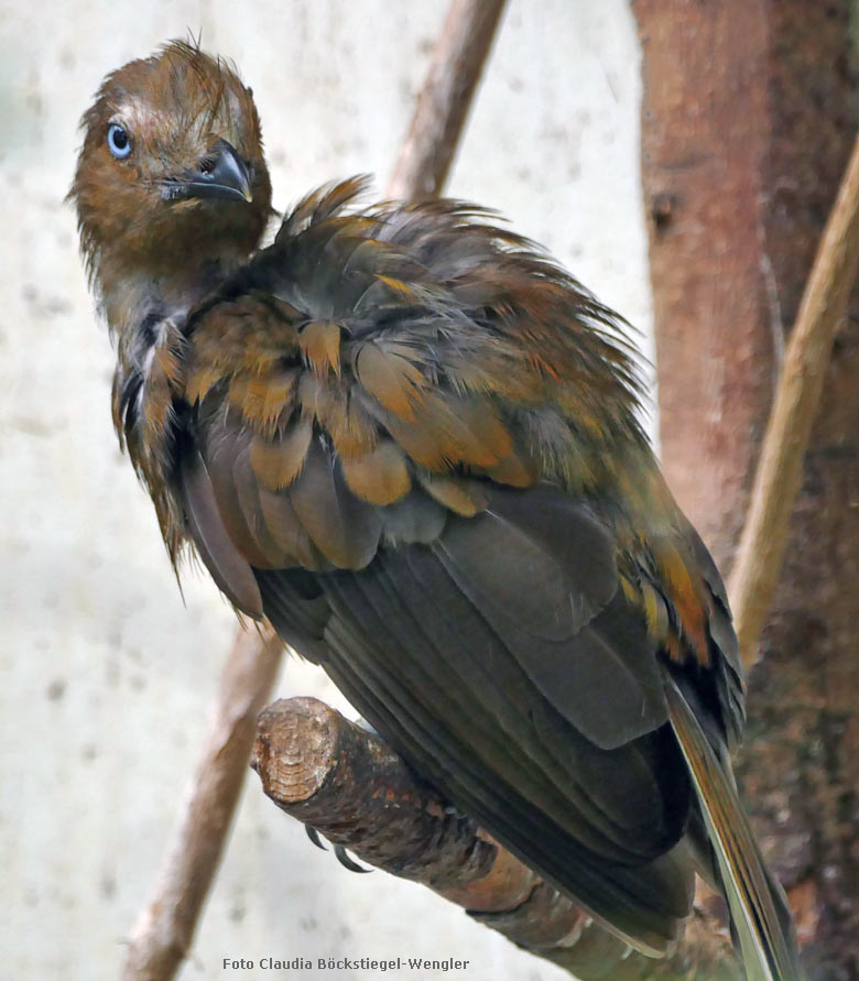 Anden-Felsenhahn-Weibchen am 29. August 2017 in der Freiflughalle am Vogelhaus im Grünen Zoo Wuppertal (Foto Claudia Böckstiegel-Wengler)