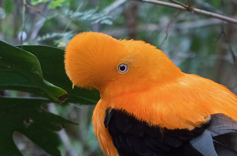 Männlicher Anden-Felsenhahn am 1. März 2019 in der Freiflughalle am Vogel-Haus im Grünen Zoo Wuppertal