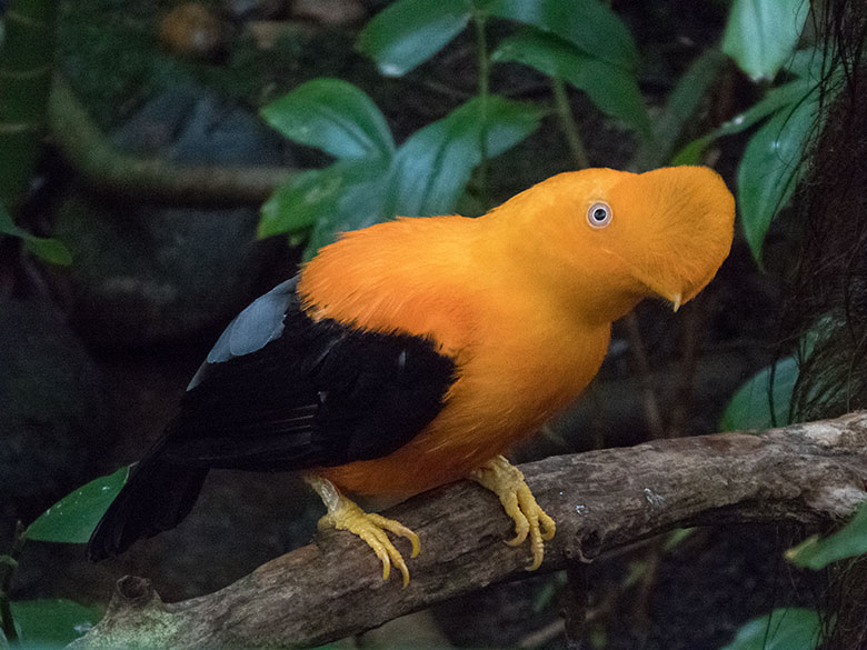 Männlicher Anden-Felsenhahn am 12. Februar 2020 in der Freiflughalle am Vogel-Haus im Grünen Zoo Wuppertal